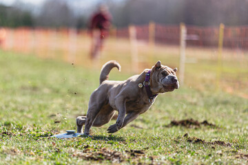 Shar Pei dog running straight on camera and chasing coursing lure on green field