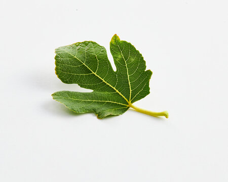 one fig leaf on white background
