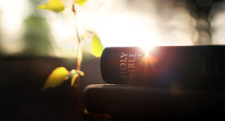 Intense light shines through the leaves of trees in a beautiful forest at sunset, the holy word of...