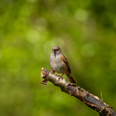 Dunnock 