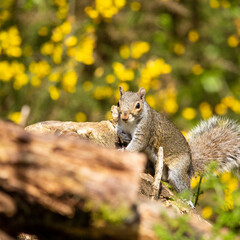 Grey Squirrel