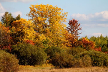 Autumn trees with red, yellow and green leaves against a blue sky with clouds