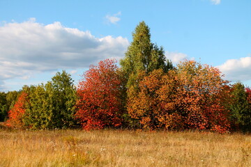 Fototapeta premium Autumn trees with red, yellow and green leaves against a blue sky with clouds