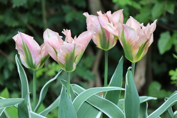 China Town Tulips