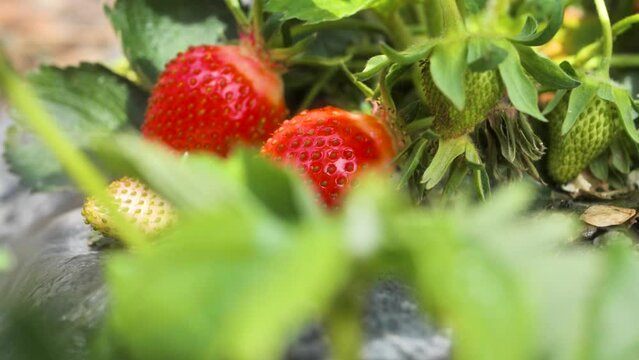 Slide shot of fresh organic red ripe strawberries hanging on a bush, harvesting fruit farm strawberry bushes in the greenhouse, summer day. Slowmotion.