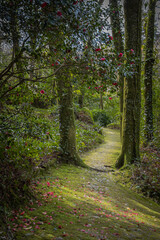 Fototapeta premium Beautiful pathways of the Pena natural park, Sintra, fairy tale green forest, flower petals on the ground