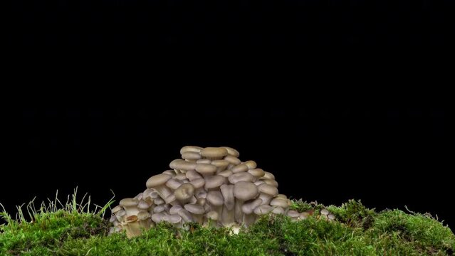 Sprouting Oyster Mushroom Time Lapse fall. Fungus shirataki on isolated black background autumn accelerated time-lapse