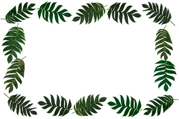 Monstera pinnatipartita (Siam monstera) leaves that forms large palm-like leaves arranged in photo frame. Isolated on white background, copy space, Top down, Flat lay, clipping path, PNG file.