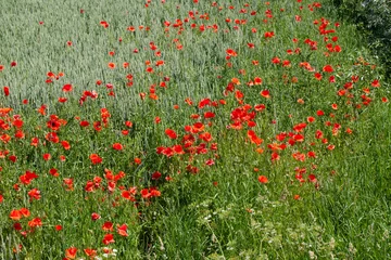 Foto auf Acrylglas Red poppies on the field in the summer © rsooll