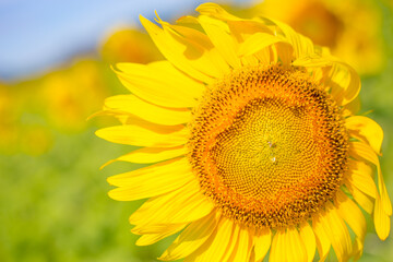 Fototapeta premium Closeup a beautiful sunflower in the wind blows its petals. image for background.