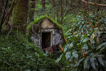 Old little abode, bunker, in a forest, covered by moss, surrounded by trees, plants and flowers