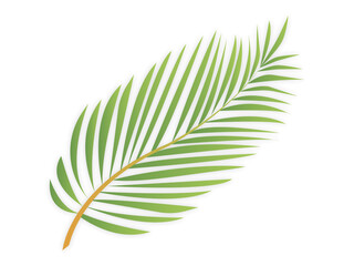 Fototapeta premium Palm leaf green natural texture. Tropical botanical foliage. Beauty decorative floral leaves. Vector illustration.