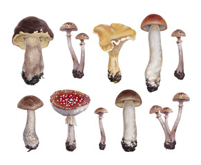 Hand painted acrylic illustrations of mushrooms. Cottegecore style. Perfect for posters, apparel, home textile, packaging design, stationery and other printed goods