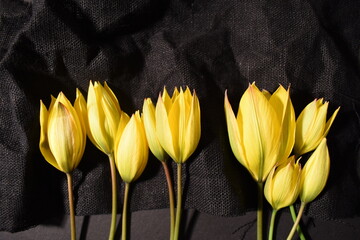 A bunch of yellow tulips on a black background