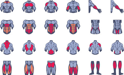 Muscles illustration icon set. It included the workout, human body parts, anatomy, and more icons. - 600376660