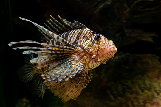 Selective focus view of the venomous red lionfish seen floating in tank against dark background