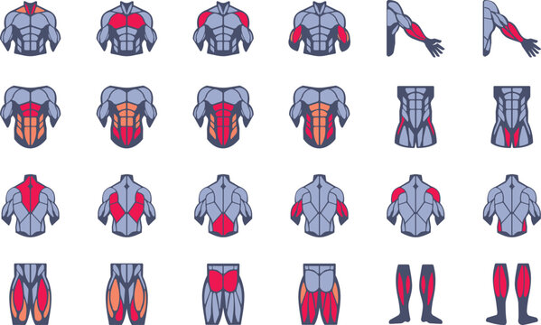 Muscles illustration icon set. It included the workout, human body parts, anatomy, and more icons.