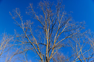 leafless trees in early spring in sunny weather