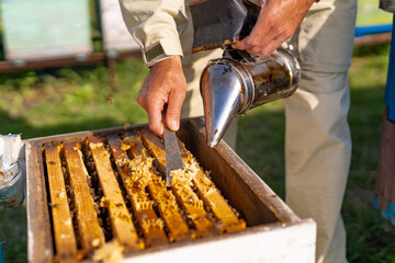 Close up view of beekeeping in honeycombs. Organic honey frame farming.
