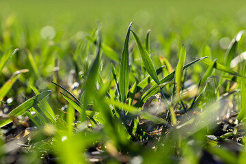 green wheat sprouts in early spring, green winter wheat