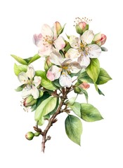 Naklejka na ściany i meble Watercolor illustration of a branch with apple blossoms isolated on white background. Generative AI.