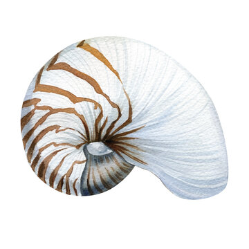 Sea shell illustration. Watercolor seashell isolated white background. Hand drawn watercolor painting shell.