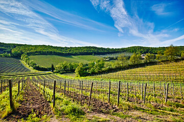 vineyards in tuscany - 600378408