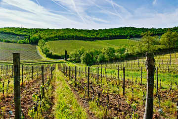vineyard in tuscany - 600378440