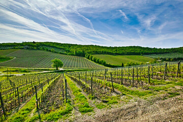vineyard in Tuscany - 600378460