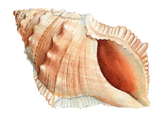 Sea shell illustration. Watercolor seashell isolated white background. Hand drawn watercolor painting shell. - 600378661