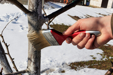 Whitewashing the trunk of a tree in early spring to protect bark and wood
