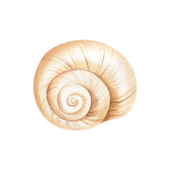Watercolor seashell isolated  background. Hand drawn illustration. Realistic sea shell for design.