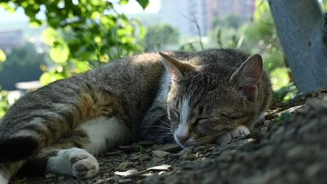 Young cat is dozing in nature, rest time, state of relaxation