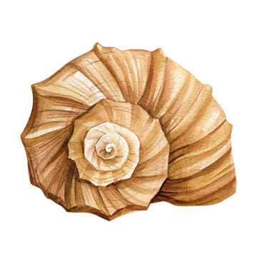 Watercolor seashell isolated  background. Hand drawn illustration. Realistic sea shell for design.