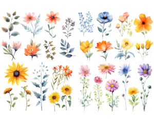 Set of watercolor flowers on white background