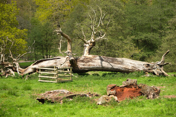 Old fallen tree in a park