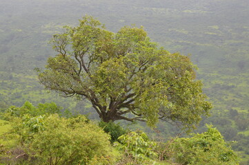 Obraz premium tree in the mountains