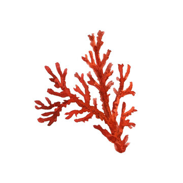 Coral On Isolated Background, Watercolor Illustration, Hand Drawing Coral. High Quality Illustration