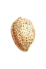 Watercolor seashell isolated  background. Hand drawn illustration. Realistic sea shell for design.