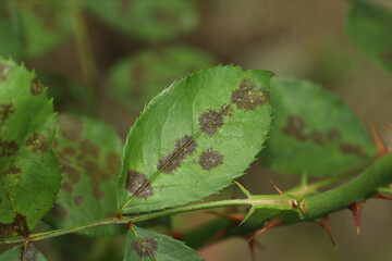The rose black spot disease caused by the fungus Diplocarpon rosae. The black spots on the rose...