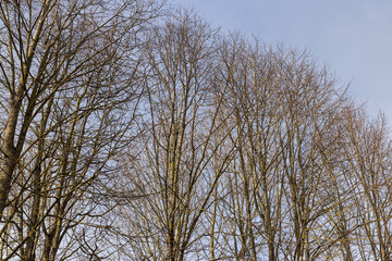 Branches of deciduous trees in the park in spring sunny weather