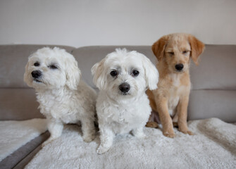 three dogs sitting on couch
