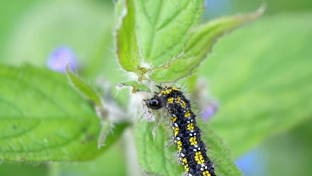 Scarlet Tiger Caterpillar eating centre stem on green alkanet plant whilst sitting on a leaf.