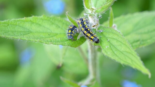 Scarlet Tiger Caterpillar lifting itself from leaf to leaf of green alkanet plant.