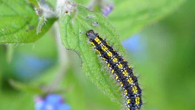 Scarlet Tiger Caterpillar crawling along green alkanet plant.