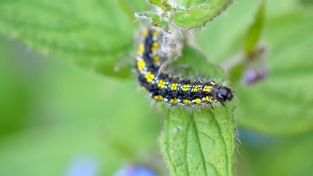 Scarlet Tiger Caterpillar lifting itself off green alkanet plant.