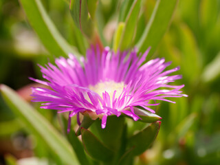 Pink Flower Mesembryanthemum close-up. horizontal