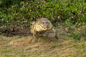 Orinoco Crocodile, crocodylus intermedius, Adult emerging from River, Los Lianos in Venezuela