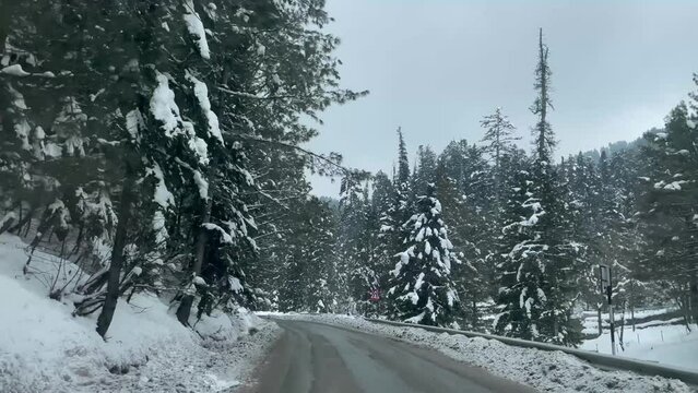 Asphalt Road Through Snow-Covered Forest Trees In Gulmarg Going To Kashmir Mountains During Winter. POV