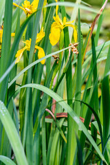 Obraz premium Iris pseudacorus pertenece a la familia Iridaceae.